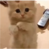 Cat expression 5