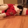 🐱Michis en Navidad🎁🎄 19
