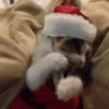🐱Michis en Navidad🎁🎄 21