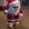 🐱Michis en Navidad 2🎁🎄 5