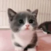 GATINHOS FOFOS V3 💖 12