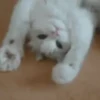 Funny cats 9
