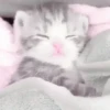 Gatitos. | @ocenferios  Haki. 11