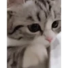 Kitten 7