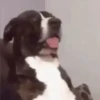 Funny Animals 11