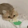 Kittos 😺 5