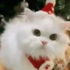 🐱Michis en Navidad 2🎁🎄 12