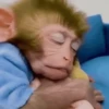 Little monkeys 10