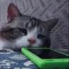 Cats Animated 🐱🐈 12