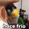 Pajaritos UwU🐦💗💫 5
