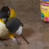 🦆Animalitos graciosos🦉 5