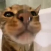 Gatitos Random 😻  12