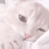 Gatitos. | @ocenferios  Haki. 10