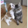 Lol Dogs 9