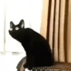 Gatitos Random 11