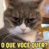 REAÇÕES FELINAS 😺 9