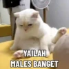 Meme kucing pt. 2 9