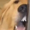 NOVAS REAÇÕES ANIMADAS🤪 6