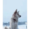 Lol Dogs 12