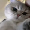 Kucing kucing 12