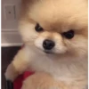 To get angry 10
