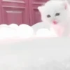 Gatitos. | @ocenferios  Haki. 7