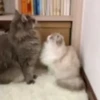 Kucing kucing 20