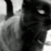 😻 Michis Pal Chat 😽 8