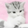 Gatitos. | @ocenferios  Haki. 9