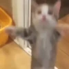 Happy Cat✨🐱 6