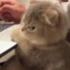 To get angry 12