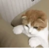 Memes animados 6🤣 10