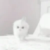 Gatitos. | @ocenferios  Haki. 15