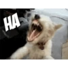 Lol Dogs 5