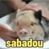 MEMES ANIMADOS🤪 9
