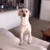 Doguinhos e Gatinhos 12