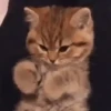 Gatinhos animados 12