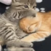 Gatinhos animados 17