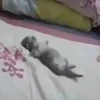 Gatitos. | @ocenferios  Haki. 13