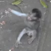 Monitos Graciosos 14