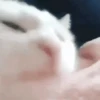 Gatitos Random 10