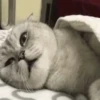 Kucing kucing 10