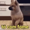 Reações fofinhas 🥰 11