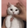 Reazioni 8