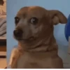Lol Dogs 6