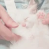 Gatitos. | @ocenferios  Haki. 14