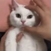 To get angry 6