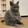 Kucing kucing 22