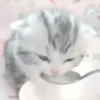 Gatitos. | @ocenferios  Haki. 12