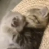 Kucing kucing 21